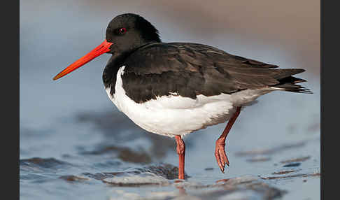 Austernfischer (Haematopus ostralegus)