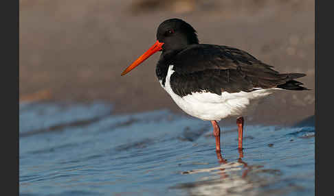 Austernfischer (Haematopus ostralegus)