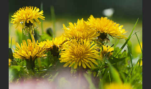 Gemeiner Löwenzahn (Taraxacum officinale agg.)