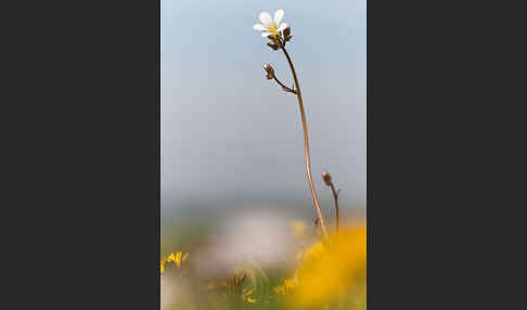 Körnchen-Steinbrech (Saxifraga granulata)