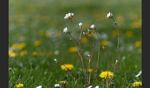 Körnchen-Steinbrech (Saxifraga granulata)