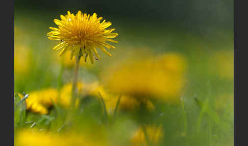 Gemeiner Löwenzahn (Taraxacum officinale agg.)