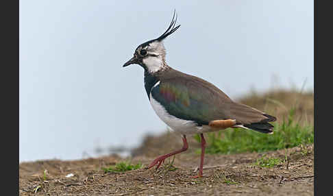 Kiebitz (Vanellus vanellus)