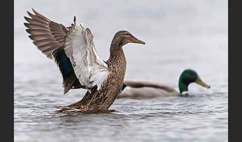 Stockente (Anas platyrhynchos)