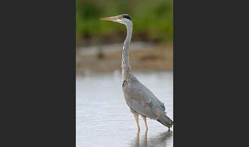 Graureiher (Ardea cinerea)