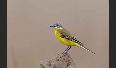 Wiesenschafstelze (Motacilla flava)