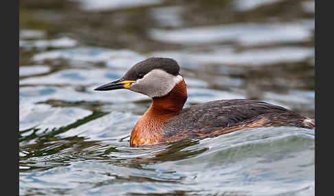 Rothalstaucher (Podiceps grisegena)