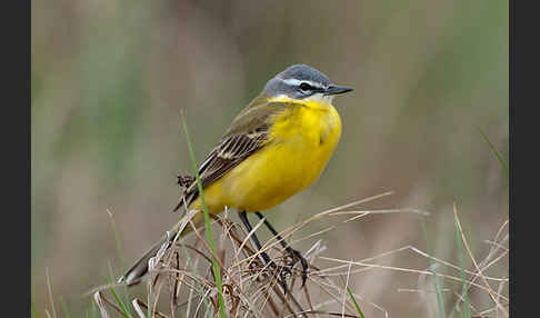 Wiesenschafstelze (Motacilla flava)