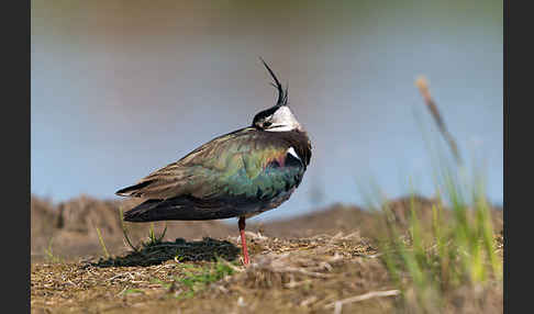 Kiebitz (Vanellus vanellus)