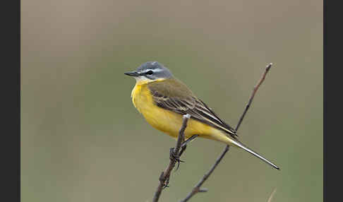 Wiesenschafstelze (Motacilla flava)