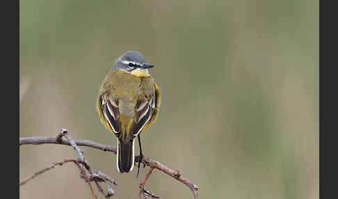 Wiesenschafstelze (Motacilla flava)