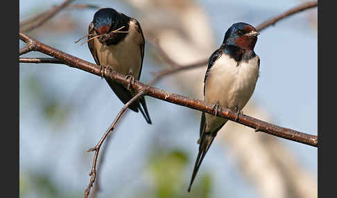 Rauchschwalbe (Hirundo rustica)