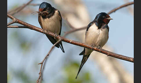 Rauchschwalbe (Hirundo rustica)