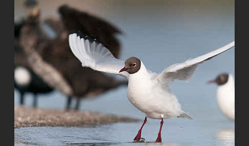 Lachmöwe (Larus ridibundus)