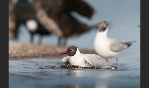 Lachmöwe (Larus ridibundus)