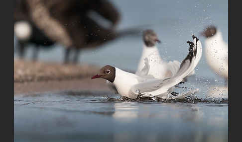 Lachmöwe (Larus ridibundus)