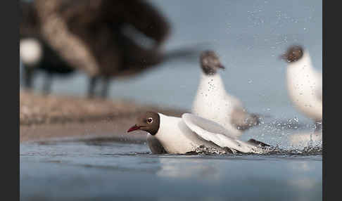 Lachmöwe (Larus ridibundus)