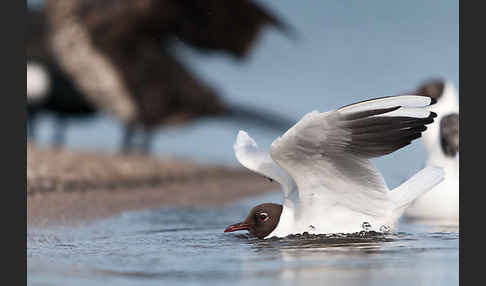 Lachmöwe (Larus ridibundus)