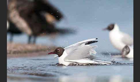 Lachmöwe (Larus ridibundus)