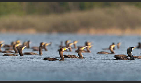 Kormoran (Phalacrocorax carbo)