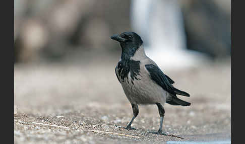 Nebelkrähe (Corvus corone cornix)