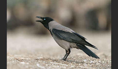 Nebelkrähe (Corvus corone cornix)