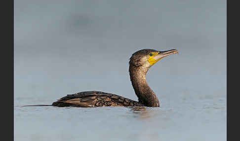 Kormoran (Phalacrocorax carbo)