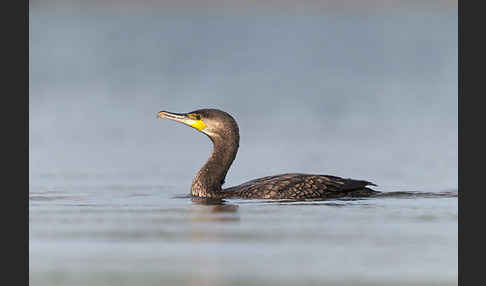 Kormoran (Phalacrocorax carbo)