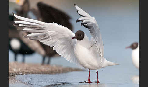 Lachmöwe (Larus ridibundus)