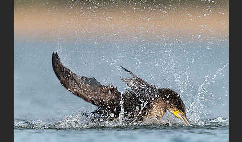 Kormoran (Phalacrocorax carbo)