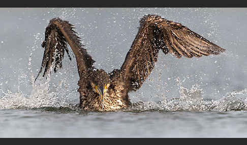 Kormoran (Phalacrocorax carbo)