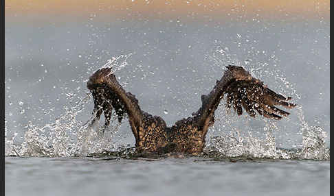 Kormoran (Phalacrocorax carbo)