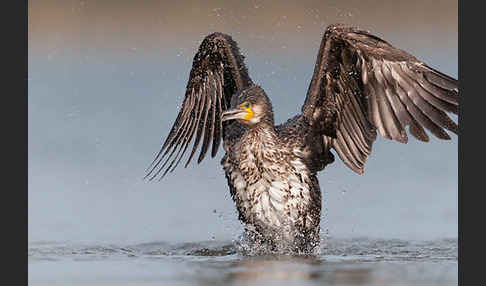 Kormoran (Phalacrocorax carbo)