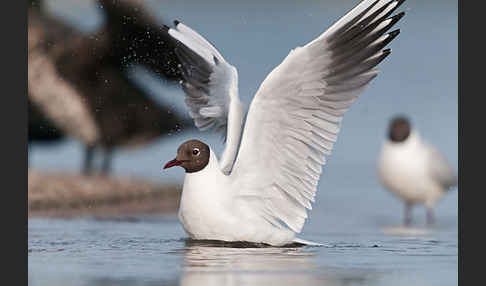 Lachmöwe (Larus ridibundus)