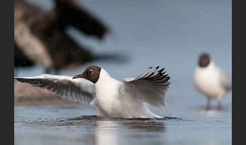 Lachmöwe (Larus ridibundus)