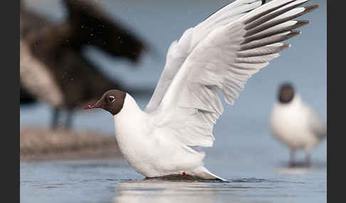 Lachmöwe (Larus ridibundus)
