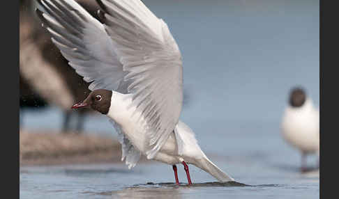 Lachmöwe (Larus ridibundus)