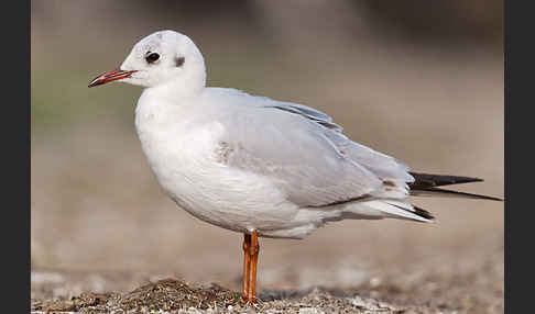 Lachmöwe (Larus ridibundus)