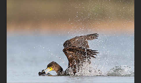 Kormoran (Phalacrocorax carbo)