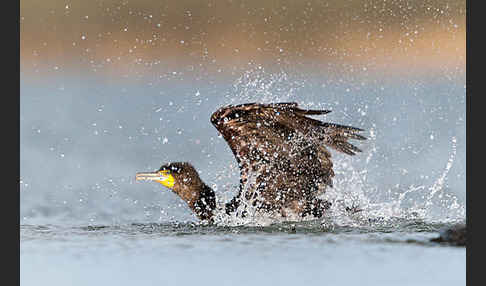 Kormoran (Phalacrocorax carbo)