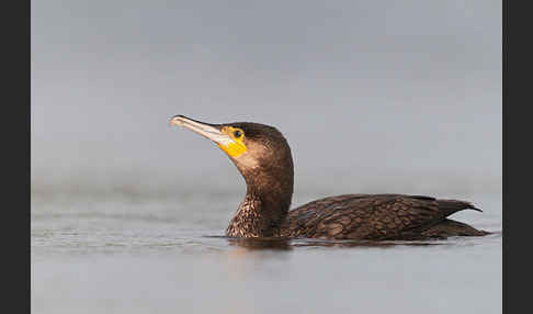 Kormoran (Phalacrocorax carbo)