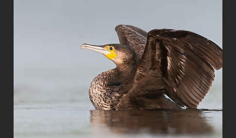 Kormoran (Phalacrocorax carbo)