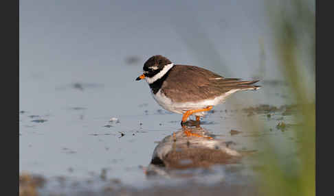 Sandregenpfeifer (Charadrius hiaticula)