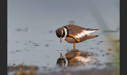 Sandregenpfeifer (Charadrius hiaticula)