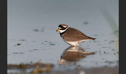 Sandregenpfeifer (Charadrius hiaticula)