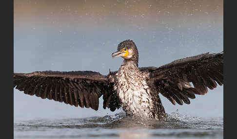 Kormoran (Phalacrocorax carbo)