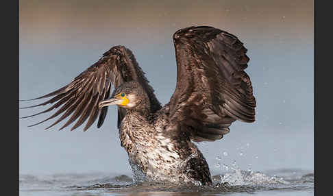 Kormoran (Phalacrocorax carbo)