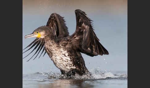 Kormoran (Phalacrocorax carbo)