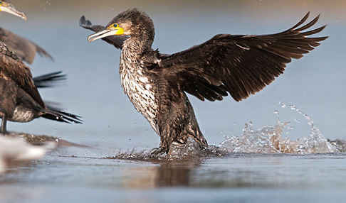 Kormoran (Phalacrocorax carbo)