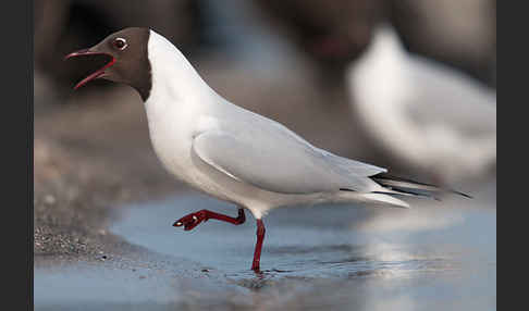 Lachmöwe (Larus ridibundus)